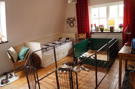 The living space of the puppies is getting bigger..., Photos: Ulf F. Baumann