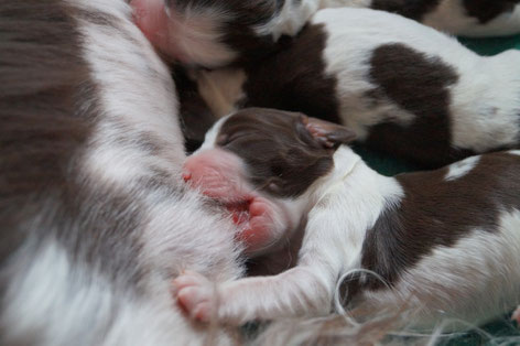 We have puppies! Photo: Ulf F. Baumann