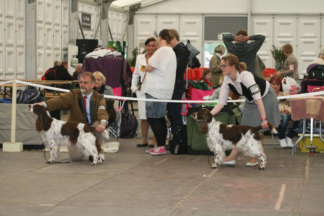 Links "Desperados Charlotta At Belauer See", V1 Champion Klasse, rechts "Deb's Cortina", V1 Offene Klasse, CACIB, BOS, Foto: Jörg Ott