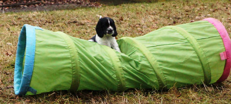 Leonore likes to play with the tunnel! Photo: Ulf F. Baumann