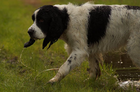 Clark braucht nur Wasser ahnen...und er ist drin! Fotos: Ulf F. Baumann