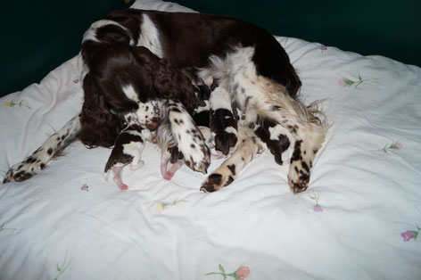 Ilse with her new born puppies, Photo: Ulf F. Baumann