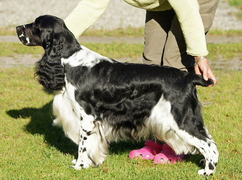 Calvdale Car Chase, Foto: Kennel "With touch"