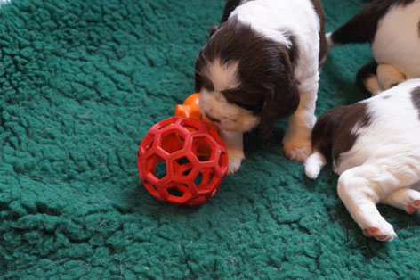 Slowly the puppies start to play, Photos: Ulf F. Baumann