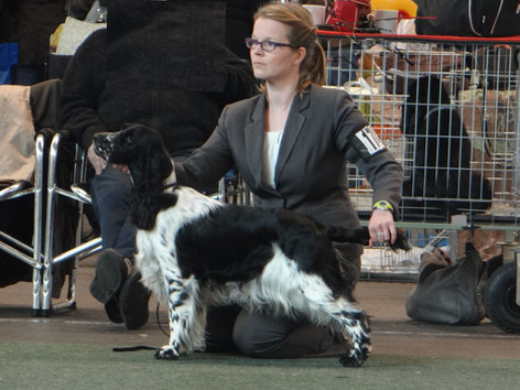 "Jolanthe vom Belauer See" wird "Best of Breed" auf der Nationalen Ausstellung, Foto: Svenja Arendt