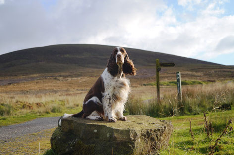 Mit Lotta in den North York Moors, Foto: Ulf F. Baumann