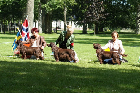 Winner of the Champion Class Bitches at Field Specialen 2015 of the Field Klubben Sweden, Photo: Ulf F. Baumann