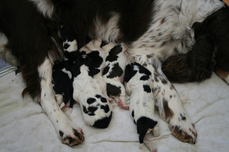 Puppies J-litter, Photo: Ulf F. Baumann