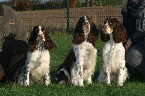 Lotta (Desperados Charlotta At Belauer See) with her daughters Yola (Imke v. B. S.) to the right and Ilse (Ilse v. B. S.) to the left. Photo: Ulf F. Baumann