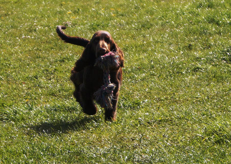 Dorothy enjoys the yard, Photo: Ulf F. Baumann