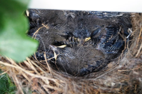 Sechs Bachstelzenkinder sind im Nest, Foto: Ulf F. Baumann