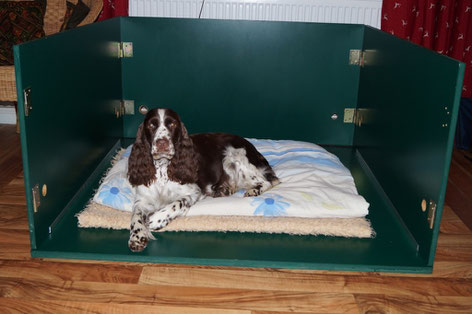 There will be more than one Springer in the litter box very soon..., Photo: Ulf F. Baumann