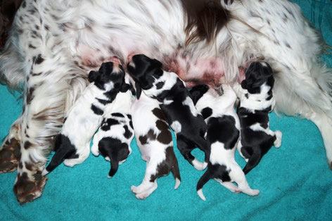 The J-litter, almost one week old. Photo: Ulf F. Baumann