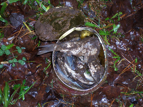 Surströmming - a Swedish Delicacy, Photo: Ulf F. Baumann