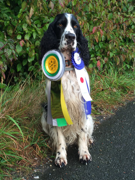 "Jakob vom Belauer See", successful in Rally Obedience, Photo: Svenja Hansen