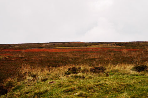 Die Weite der Moors mit ihren vielen Braun- und Rottönen, Foto: Ulf F. Baumann