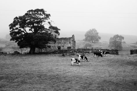 At the North York Dales, Photo: Ulf F. Baumann