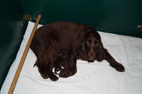 Kleine Field Spaniels im Kennel "vom Belauer See", Foto: Ulf F. Baumann