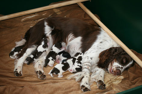 Lotta and her puppies, Photo: Ulf F. Baumann