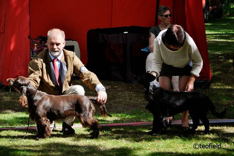 Junghundklasse: 1. Platz "Winterbourne Move On To Belauer See", 2.Platz "Winterbourne Winner Takes It All", Foto: Teofield