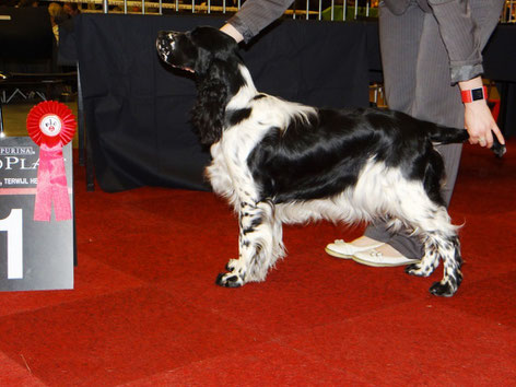 "Jolanthe vom Belauer See" is Best Junior at International Show in Groningen, Photo: Sebastian Feilke