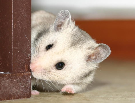 Mittelhamster