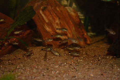 Corydoras hastatus