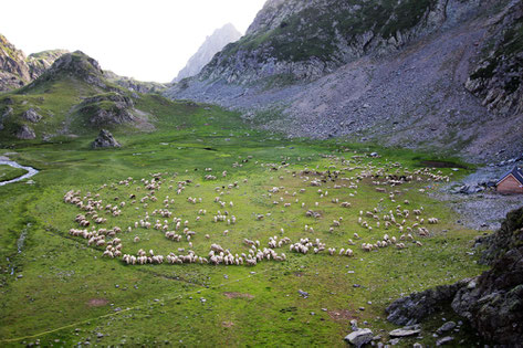 rassemblement des moutons dans la plaine de la Pra