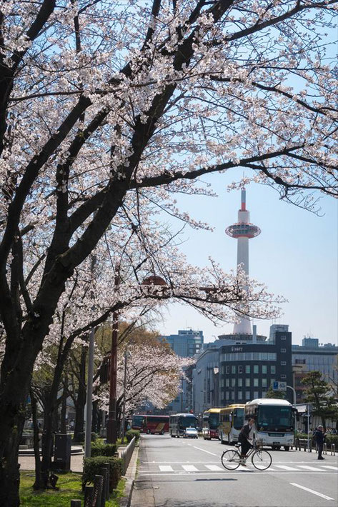 （京都桜の穴場）東本願寺東側の京都タワーと桜