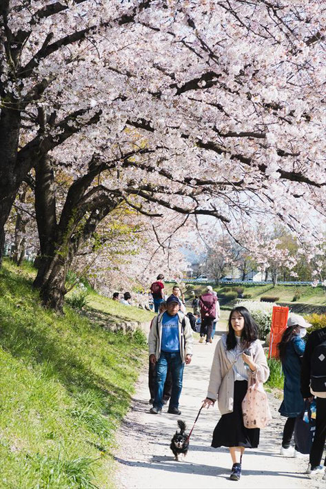 （京都桜の穴場）賀茂川の桜