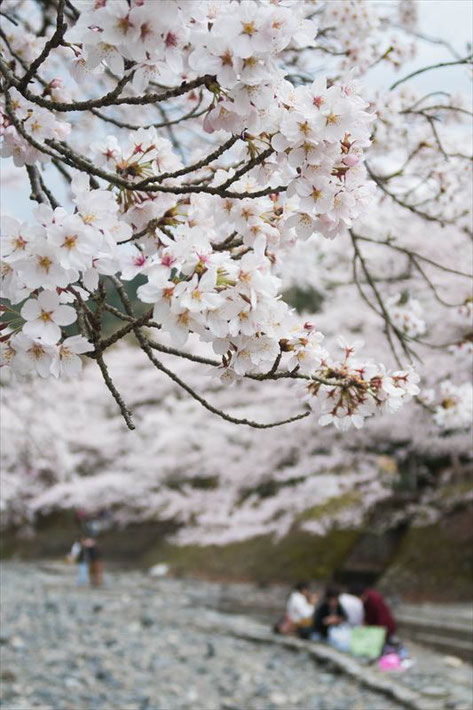 （京都桜の穴場）亀岡市七谷川「和らぎの道」の桜