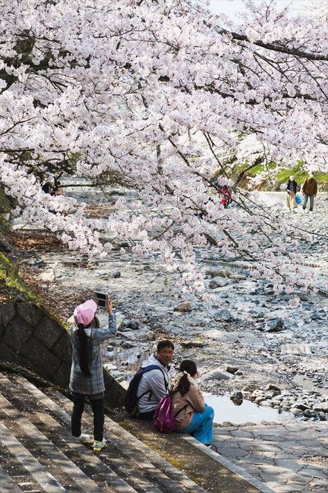 （京都桜の名所）亀岡市七谷川「和らぎの道」の桜