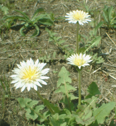 】白いたんぽぽの花（箕面で）