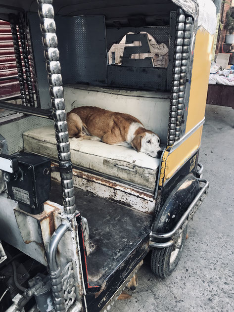 2 süßer Hund