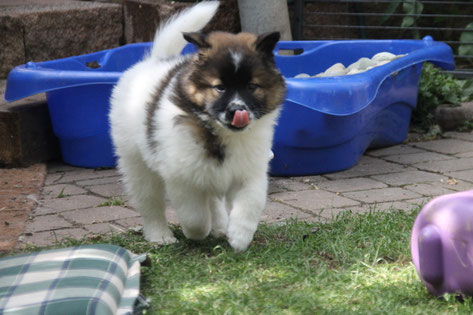 Darinjo, der Knutschbär
