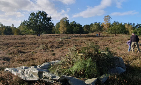 Seit über 10 Jahren setzen wir uns für den Schutz der Bretziner Heide ein - und der Erfolg kann sich sehen lassen!                                                                                         Foto: Förderverein Biosphäre Elbe MV e.V.