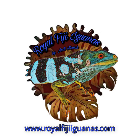 royal fiji iguanas