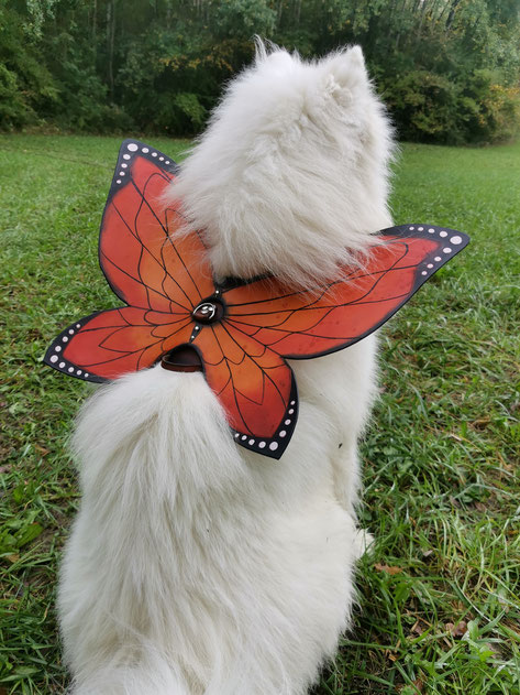 harnais costume papillon chien chihuahua