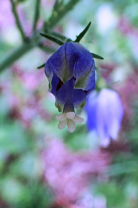 花柱先端が5裂している他に、花冠裂片の先端が緑色がかっているのも変