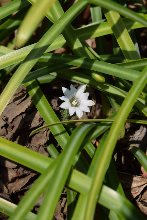 白花のフデリンドウがいた！　初めて見た！