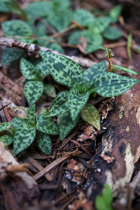 ヒメミヤマウズラの葉は芸術的！　茎を伸ばしていない株が多数あった