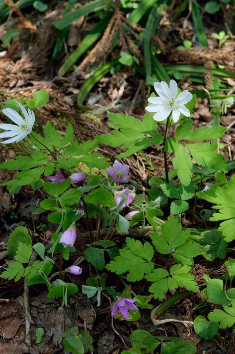 キクザキイチゲ (菊咲一華)　キンポウゲ科 イチリンソウ属