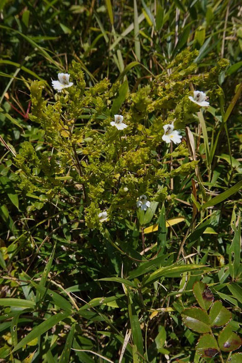 イズコゴメグサ (伊豆小米草)　ハマウツボ科 コゴメグサ属