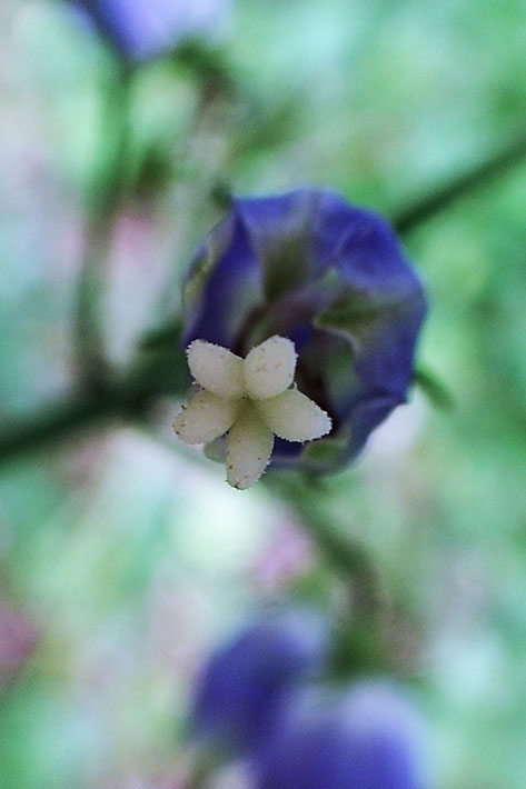 この花柱は、キキョウの花柱に似ている！