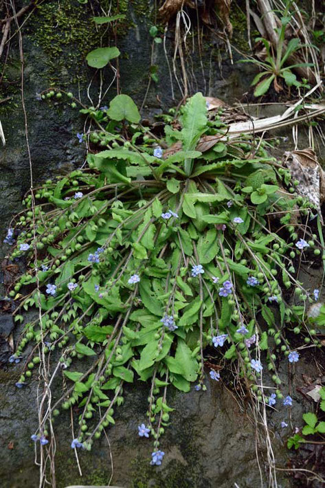 根生葉のロゼットから四方に茎を這わせ、その先に花をつけます