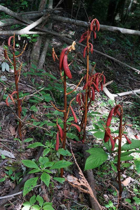 ツチアケビの果実 (土木通)　ラン科 ツチアケビ属