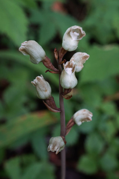 シロテンマ　　花色はほぼ白色　　絶滅危惧1A類の希少植物