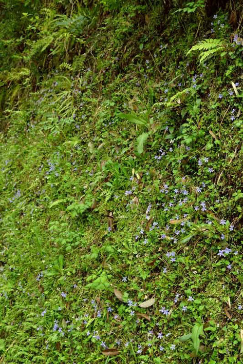 タチツボスミレ　　他の植物もたくさん