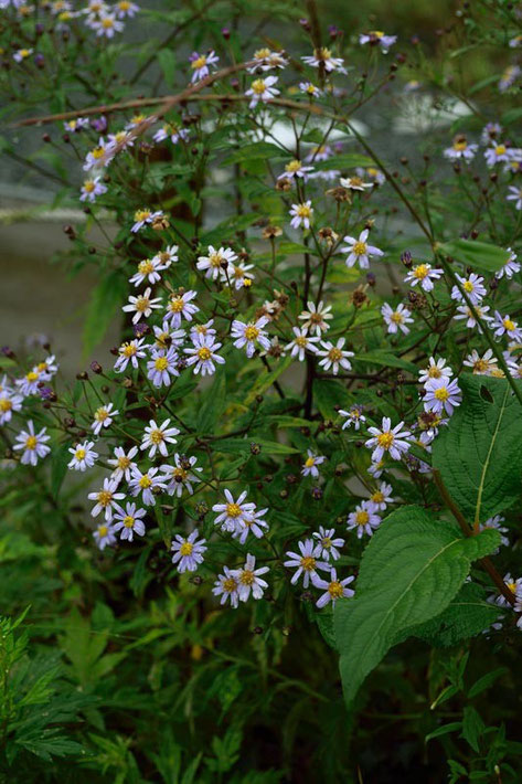 ノコンギク (野紺菊)　キク科 シオン属