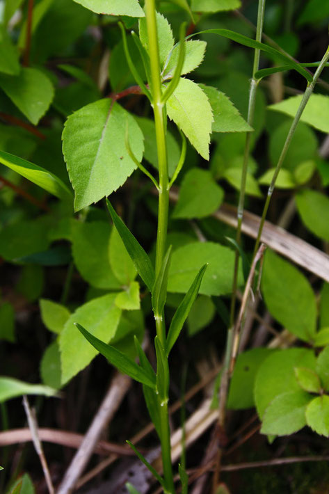 シライトソウの茎葉